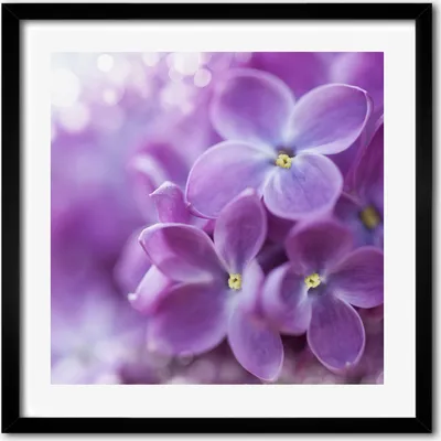 Produktbild von Bild - 50 cm x 50 cm - MDF - Rahmen, Wandkunst - Lila Blumen