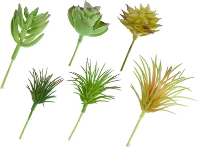 Produktbild von Sukkulenten Mix, 6 Stück, L 12 cm