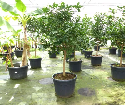 Produktbild von Orangenbaum 190–210 cm – Citrus sinensis, große Citruspflanze, Orange, Obstbaum