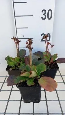 Produktbild von 6 x  Bergenia hybr. 'Morgenröte' - pseudodictamnus - Topf 9 x 9 cm
