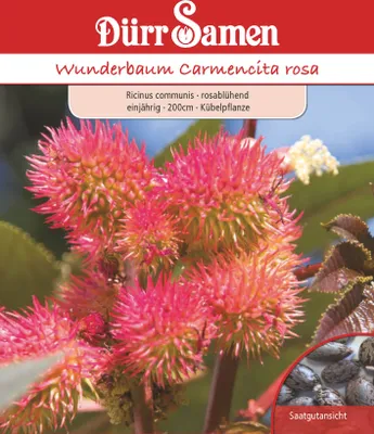 Produktbild von Wunderbaum rosa | Wunderbaumsamen von Dürr Samen
