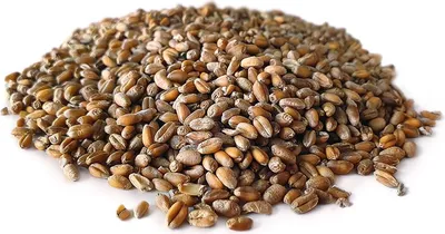 Produktbild von Vielseitig einsetzbares Karpfenfutter aus Weizen 20KG – Grundzutat für Angelköder