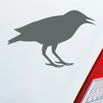 Produktbild von Auto Aufkleber Rabe Vogel Bird Vogelfreund 15x10 cm Grau Sticker Heckscheibenaufkleber