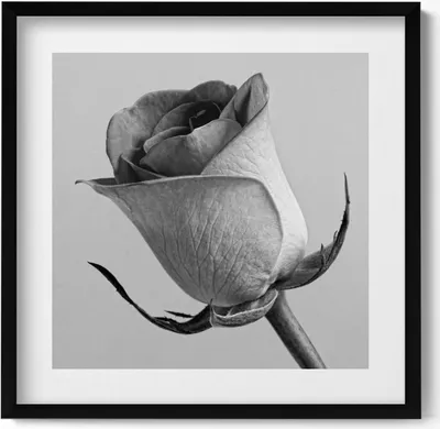 Produktbild von Graue feine Rosenblüte– Wandbild mit Rahmen – Gerahmtes Bild  – Wanddekoration – 50x50 cm –  Schwarz Rahmen