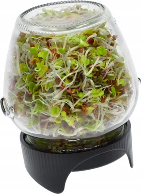 Produktbild von Browin® Sprossenglas zur Anzucht von Keimsprossen 745747 | 580 ml Keimglas mit Gitterdeckel | Keimgerät für Kresse Samen, Alfalfa Sprossen, Rucola Sam