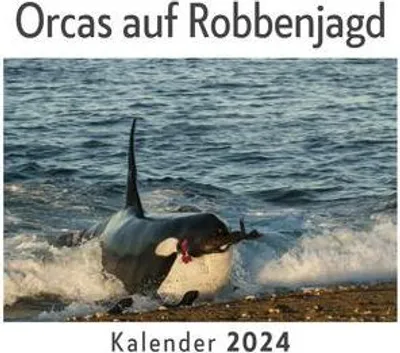 Obrázek produktu pro Kosatky lovící tuleně (Nástěnný kalendář 2024, Kalendář DIN A4 na šířku, Měsíční kalendář na šířku s kalendáriem, Ideální dárek)