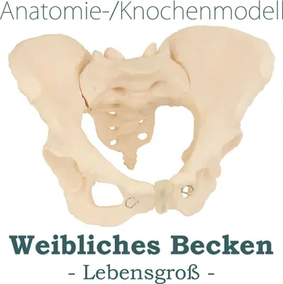 Produktbild von MedMod Skelett Anatomie Modell weiblicher Beckenboden, Lebensgroßes weibliches Becken, 24 x 17 x 16 cm, detailgetreues Anatomiemodell für Schule, Universität