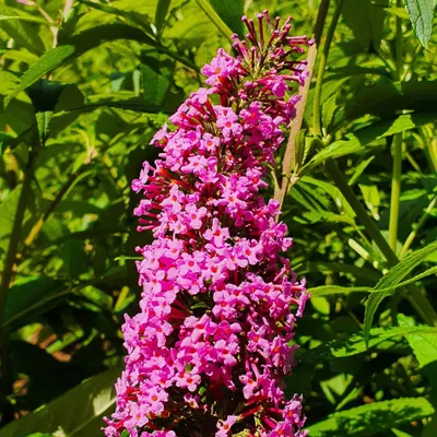 Immagine prodotto di Buddleja Davidii Pink Delight 2L