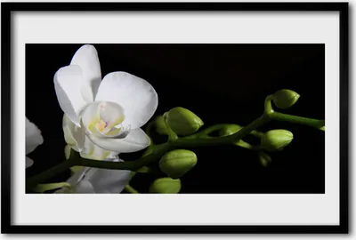 Produktbild von Bild 60x40 MDF-Rahmen Wandkunst Natur Blume Pflanze