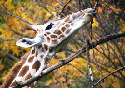 Produktbild von hansepuzzle 78923 - Giraffe Puzzle, 260 Teile, Natur, 41,0 x 28,0cm mit hochwertiger Aufbewahrung, Kartonbox und wiederverschließbarem Beutel