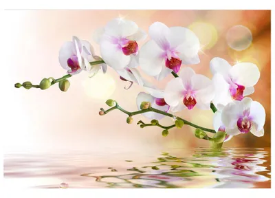 Obrázok produktu pre Dimex fototapeta MS-5-0147 Biela orchidea 375 x 250 cm