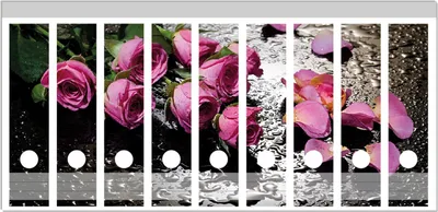 Produktbild von Wallario Ordnerrücken Sticker, selbstklebend für breite Ordner, 9 Stück, Motiv Pinke Rosen mit Wassertropfen