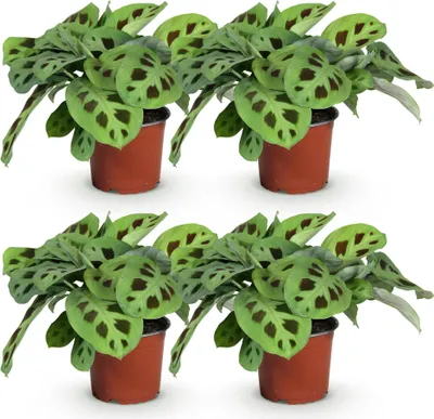 Image de Lot de 4 plantes Maranta « Fascinator Kerchoveana » - Ø12cm, hauteur 30 à 35cm