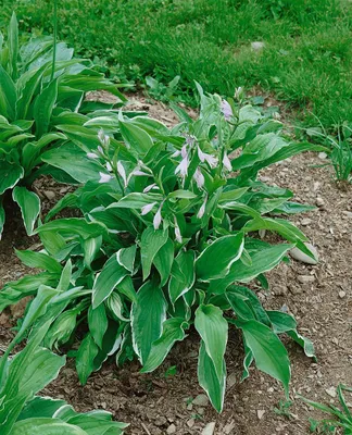Produktbild von Funkie Antioch, im Topf - Hosta x cult.