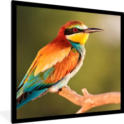 Produktbild von MuchoWow® Gerahmtes Poster Vögel - Bienenfresser - Regenbogen - Tiere 40x40 cm - Poster mit Schwarzem Bilderrahmen Wandposter Rahmen Foto Bilder - Mit Rahmen - Wanddekoration Schlafzimmer