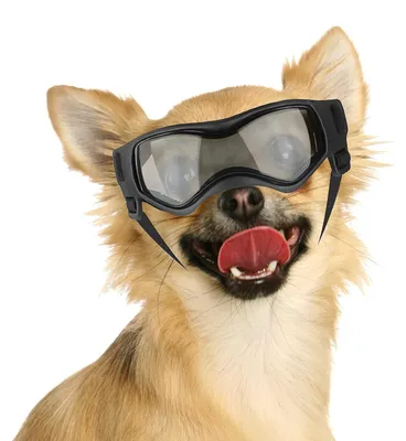 Produktbild von Sonnenbrille für kleine Hunde mit UV-Schutz und winddichter Funktion