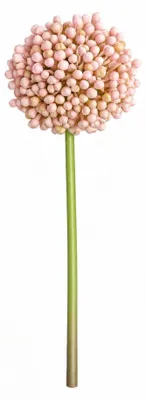 Produktbild von G.blümt Künstliche Allium Stielblume 53 cm, Zierlauch Kunstblume wie echt, Blumendeko Rosa 1 Stück, KI-generiertes Bild