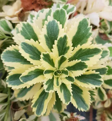 Image de Sedum takesimense ATLANTIS® 'Nonsitnal' / Orpin panaché à fleur jaune