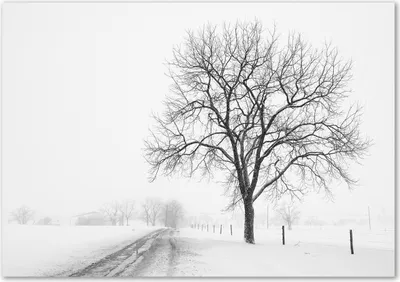 Produktbild von Tulup® Glas-Bild - 100 x 70 - Wandbild aus Glas - Wandkunst - Wandbild hinter gehärtetem Sicherheitsglas - Landschaften - Winter Baum - Weiß