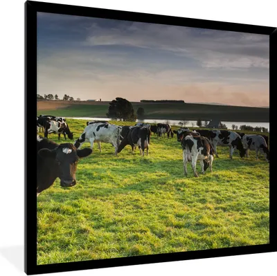 Produktbild von MuchoWow® Gerahmtes Poster Kühe - Gras - Sonnenuntergang 40x40 cm - Poster mit Schwarzem Bilderrahmen Wandposter Rahmen Foto Bilder - Mit Rahmen - Wanddekoration Schlafzimmer