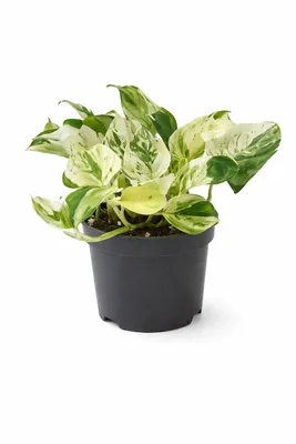 Produktbild von Epipremnum Happy Leaf Topf ca. 20 cm - Pflegeleichte Zimmerpflanze für dein Zuhause, Efeutute Topf, Dekopflanze für Indoor-Garten