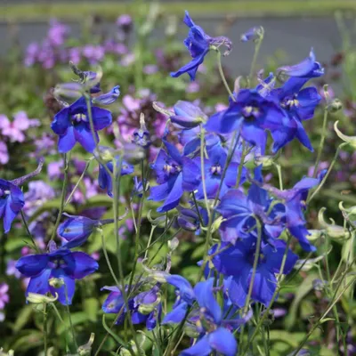 Immagine prodotto di 6 piante di Delphinium 'Voelkerfrieden' | Vaso da 9 cm x 9 cm