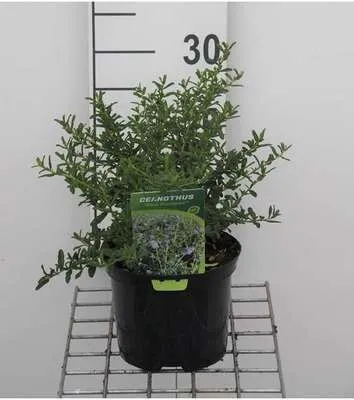 Obrázok produktu pre Ceanothus hybr. 'Blue Diamond'® - Säckelblume 30- 40 cm Kontajner