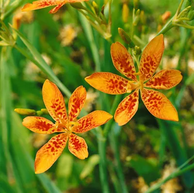 Produktbild von Belamcanda chinensis, Leopardblume, orange, ca. 9x9 cm Topf