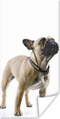 Produktbild von MuchoWow® Poster Französische Bulldogge - Halsband - Braun 60x120 cm - Wandschmuck