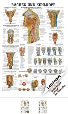 Produktbild von Rachen und Kehlkopf Lehrtafel Anatomie 100x70 cm medizinische Lehrmittel