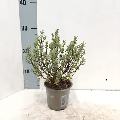 Produktbild von Hebe pimeleoides - Strauchveronika | 10-15 cm im Topf