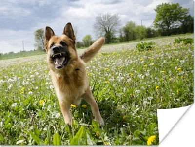 Produktbild von MuchoWow® Poster Deutscher Schäferhund zwischen den Blumen 120x90 cm - Wandbild