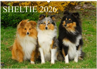Produktbild von Sheltie 2026 (Wandkalender 2026 DIN A2 quer), CALVENDO Monatskalender