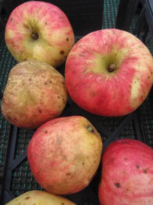 Produktbild von Malus Maunzenapfel - Maunzenapfel - 120 cm Stamm