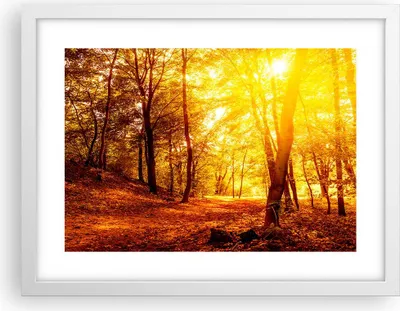Produktbild von Gerahmtes Poster - Weißer Rahmen - Wald Baum Natur - 40x30 cm - Wand Bild - Wanddeko - Wandbilder - Kunstposter - Wandposter - Bilderrahmen - Bilder - Kunstdruck - Wandbild - P2WAA40x30-3722