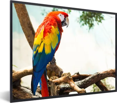 Produktbild von MuchoWow® Gerahmtes Poster Papagei - Vogel - Regenbogen - Tropisch 40x30 cm - Poster mit Schwarzem Bilderrahmen Wandposter Rahmen Foto Bilder - Kunstposter - Wanddekorationen