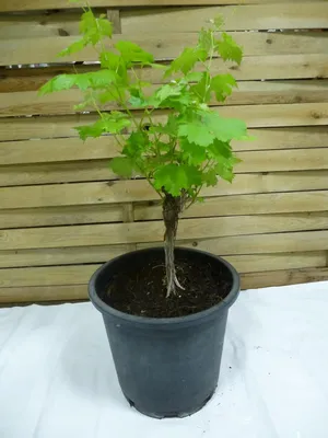 Produktbild von [Palmenlager] Vitis vinifera "Moscatel de Alejandria" 70 cm - Topf 27 cm Ø/alte Weinrebe - echte Trauben