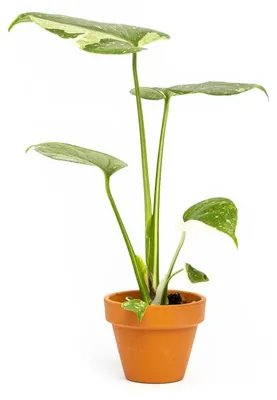 Obrázek produktu pro Gardners Monstera deliciosa variegata Thai Constellation, průměr 6 cm
