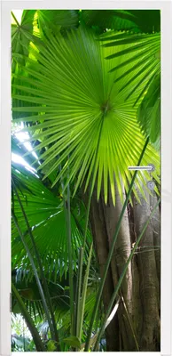 Produktbild von MuchoWow® Türtapete Selbstklebende Türfolie Tropischer Regenwald 90x215 cm Türposter Türaufkleber Klebefolie Türklebefolie - Plakat an der Tür - Türsticker - Aufklebern