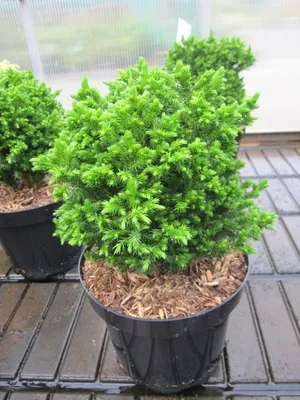 Produktbild von Japanische Zwergsicheltanne Green Pearl - Cryptomeria japonica - 25-30