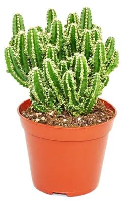 Produktbild von Cereus floridianus – „Grüne Finger“ – in einem 5,5-cm-Topf