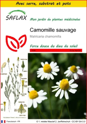Image de SAFLAX Ensemble de culture - Camomille sauvage - 300 graines - Matricaria