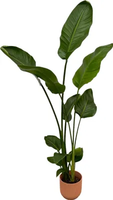 Produktbild von Paradiesvogelblume Strelitzia Nicolai Vibes Fold Round Rosa 100cm hoch Ø18cm