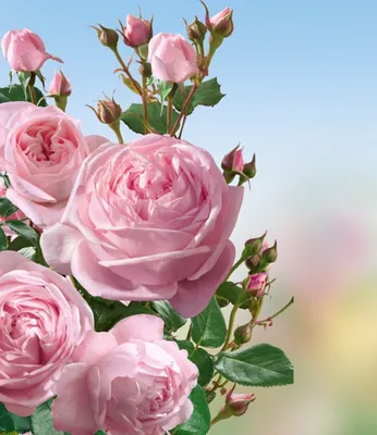 Produktbild von BALDUR Garten 1x Delbard® Kletterrose 'Nahéma®', Pflanze wurzelnackt, Duftrose, rosettenförmige rosa Duftblüten, blühend bis zum Frost, winterhart, mehrjährig, Rosa Hybride