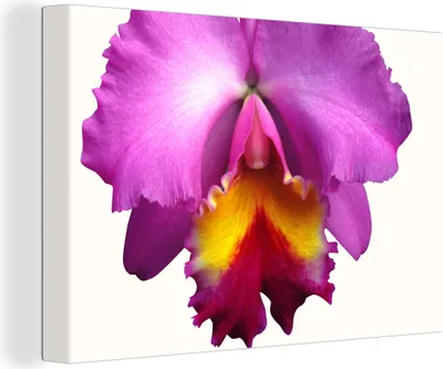 Produktbild von OneMillionCanvasses® - Leinwandbilder - 150x100 cm, Nahaufnahme Orchidee, Wandbilder Kunstdruck Wanddekoration - Foto auf Leinwand - Gemälde auf Holzrahmen
