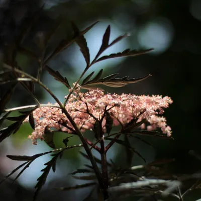 A close-up of a flowering plant with dark leaves and small pink flowers.
