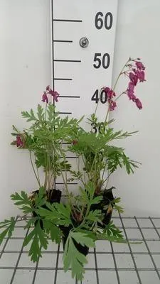 Immagine prodotto di 6 x Dicentra forma 'Bacchanal' - Cuore lacrimoso - vaso 9 x 9 cm
