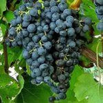 Produktbild von 10er Paket Weinreben für deinen Rotwein - Weintraube blau Merlot
