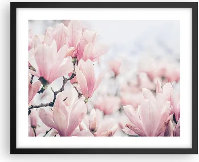 Produktbild von Gerahmtes Poster - Schwarzer Rahmen - Magnolie Blumen Rosa - 50x40 cm - Wand Bild - Wanddeko - Wandbilder - Kunstposter - Wandposter - Bilderrahmen - Bilder - Kunstdruck - P2BAA50x40-4396