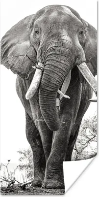 Produktbild von MuchoWow® Poster Essender Elefant in schwarz-weiß 60x120 cm - Wandschmuck